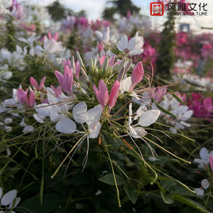 91♥️丨PORNY丨少妇
